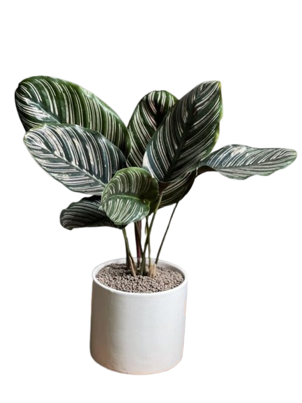 تصویر پروفایلی