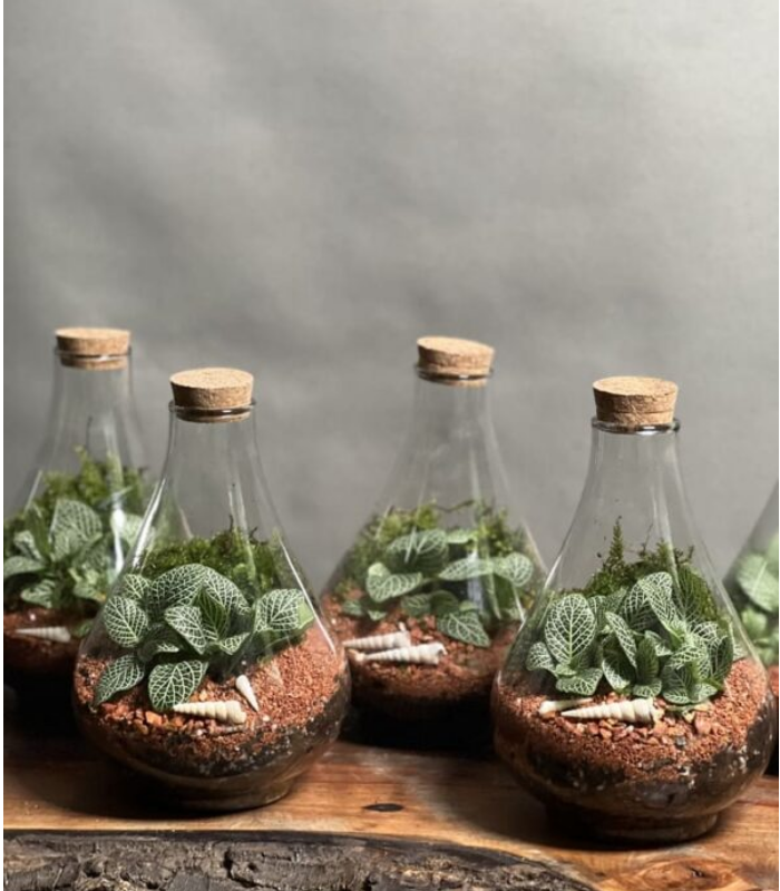 تراریوم طرح مینی پوپک