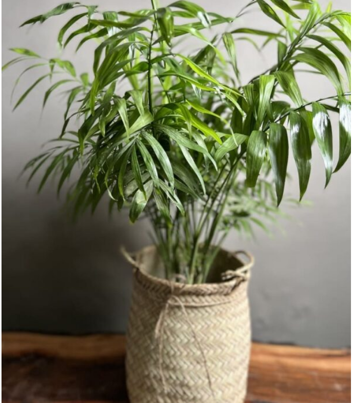 گیاه نخل شامادورا