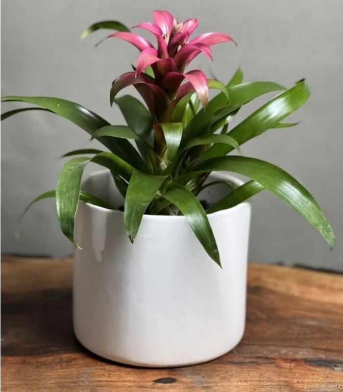 گیاه گازمانیا صورتی