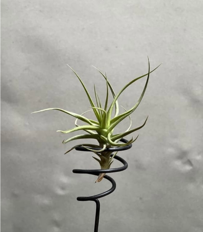 مدل SLD-55SA1260UL