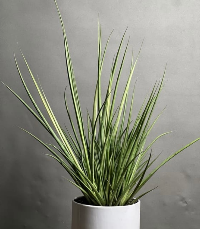 گیاه سانسوریا بنسل