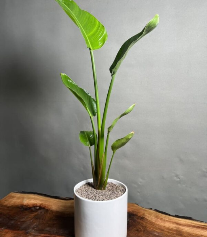 گیاه نخل نیکلای