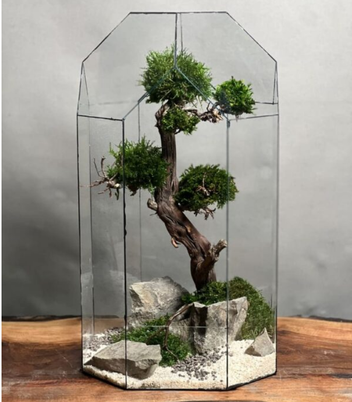 تراریوم درخت جاودان طرح گرین تال
