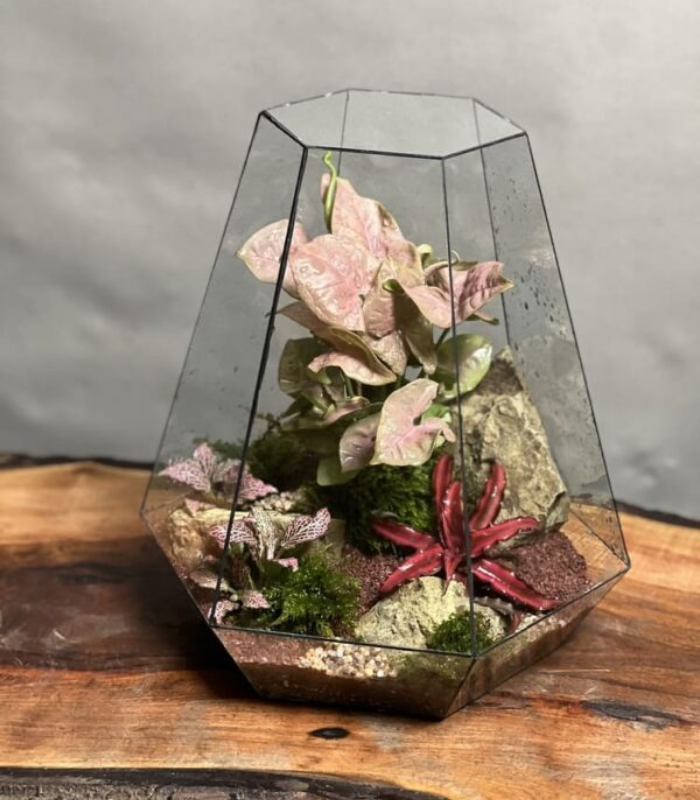 تراریوم رطوبتی طرح سوپر پینک