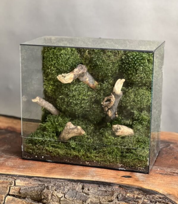 موساریوم طرح کتاب سبز آبنوس