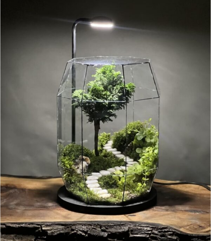 چراغ خواب تراریوم لاکچری بنسای نانا