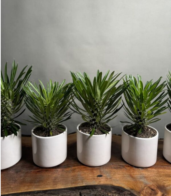 کاکتوس نخل ماداگاسکار