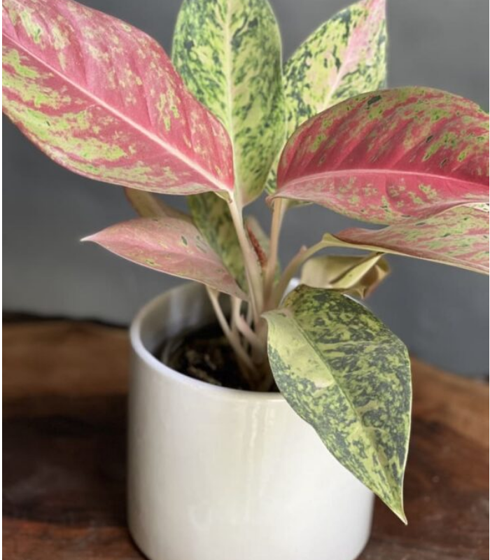 گیاه آگلونما کالباسی