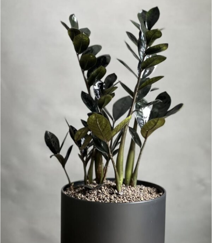 گیاه زاموفیلیا مشکی 