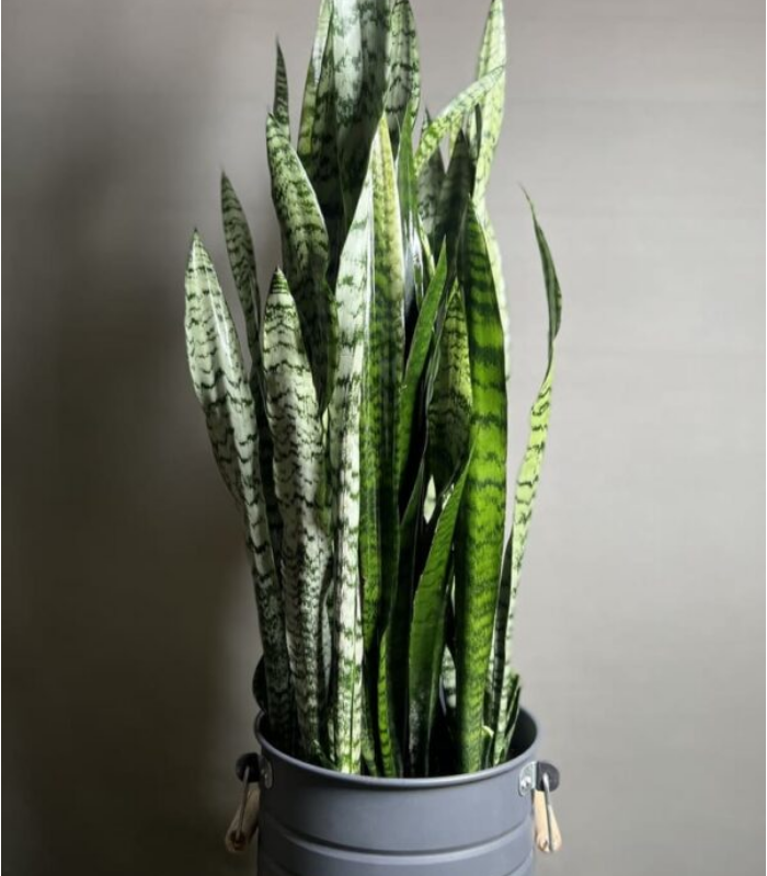 گیاه سانسوریا سبز گلدان فلزی