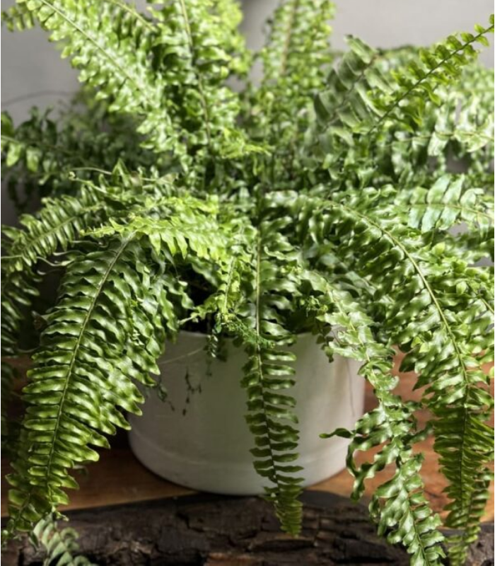 گیاه سرخس گلدان پلیمری