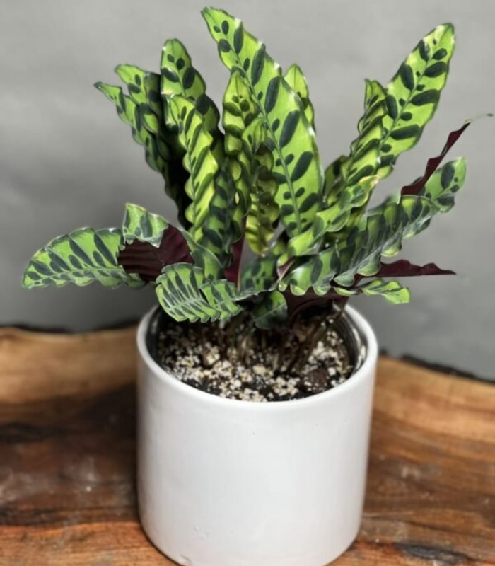 گیاه مارانتا طاووسی