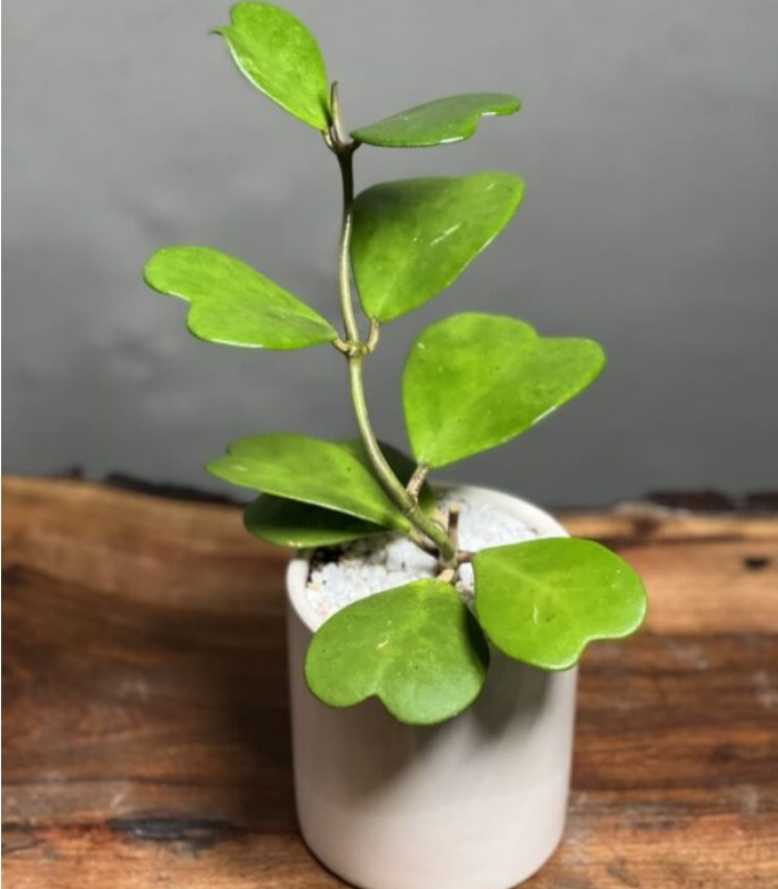 گیاه هویا کری