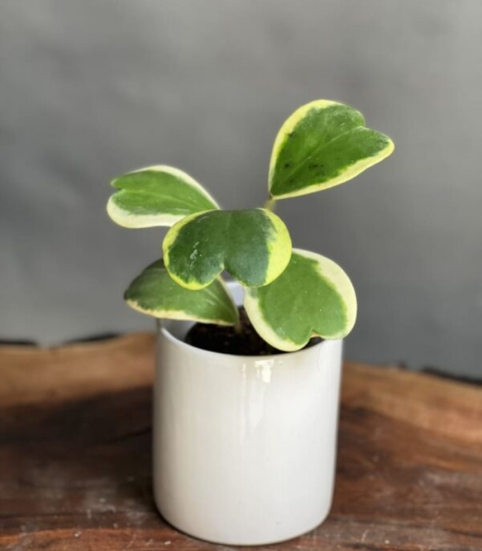 گیاه هویا کری ابلق