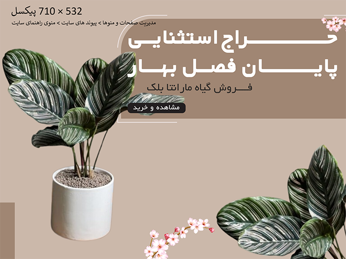 فروش گیاه مارانتا بلک