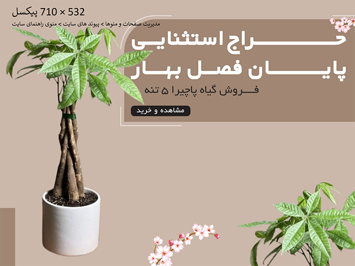 فروش گیاه پاچیرا 5 تنه