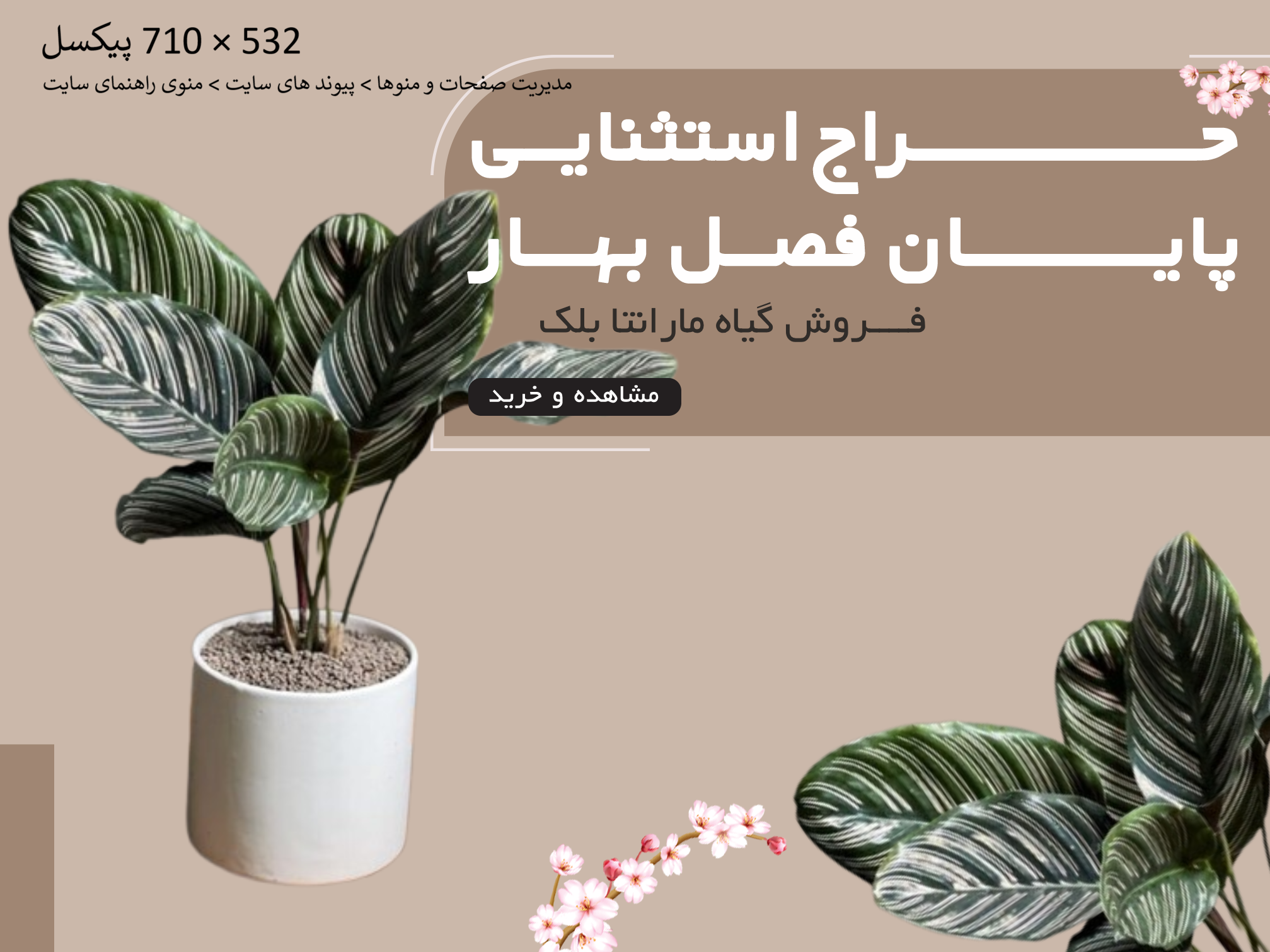 فروش گیاه مارانتا بلک