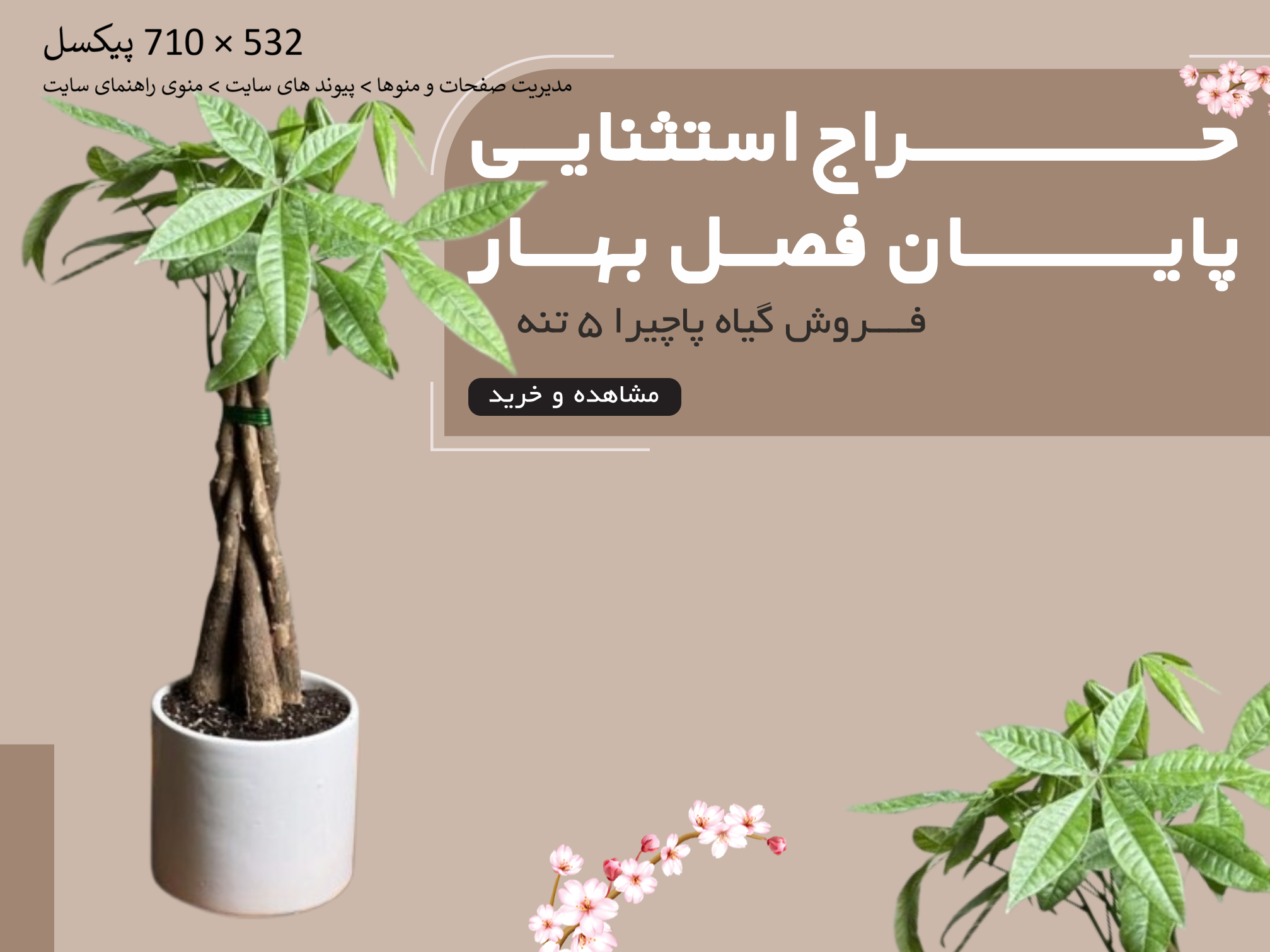 فروش گیاه پاچیرا 5 تنه